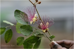 Capparis zeylanica